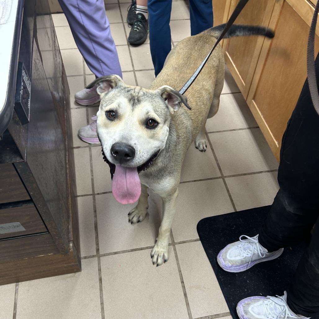 Apollo, a Adoptable mixed breed in Starkville, MS image 1/2