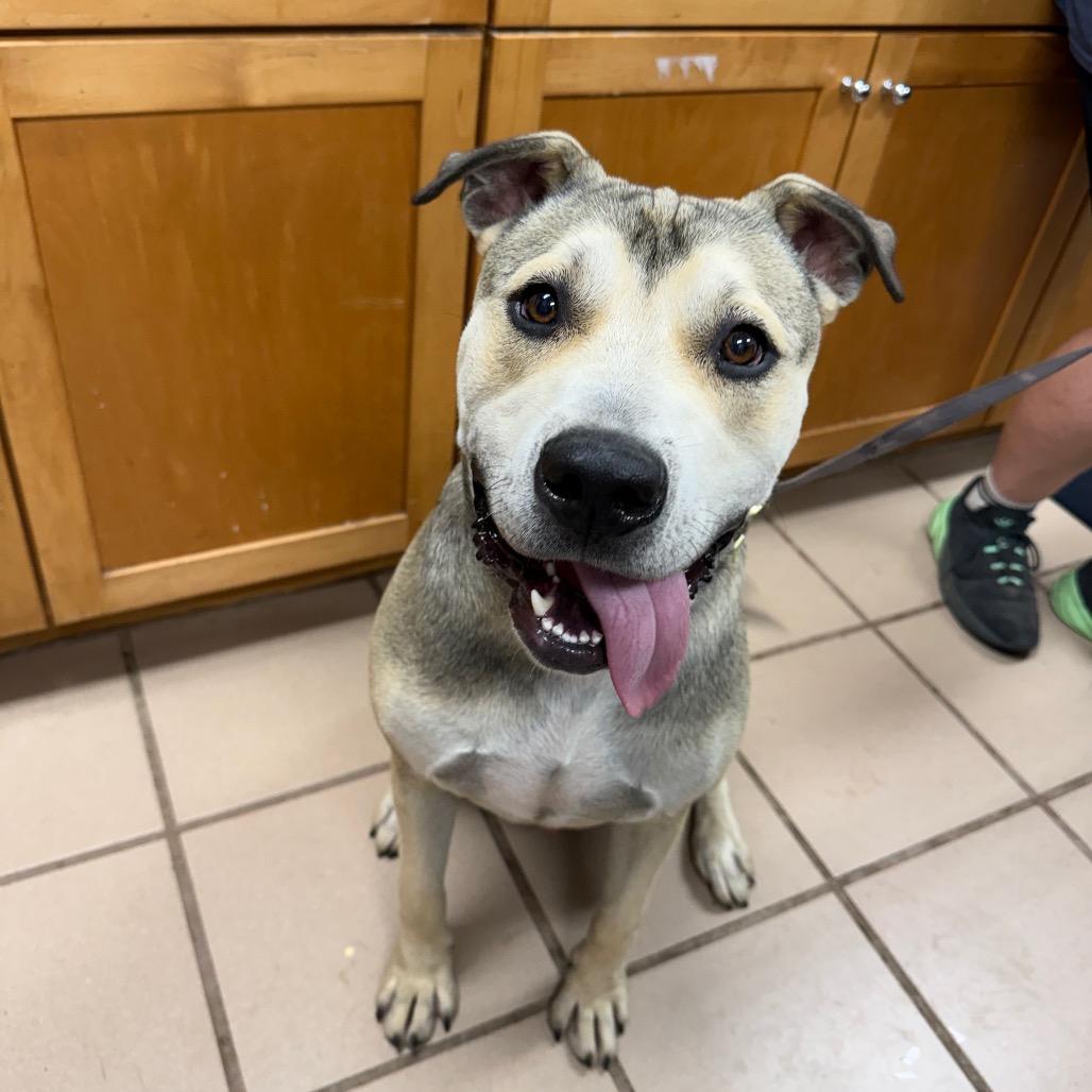 Apollo, a Adoptable mixed breed in Starkville, MS image 2/2