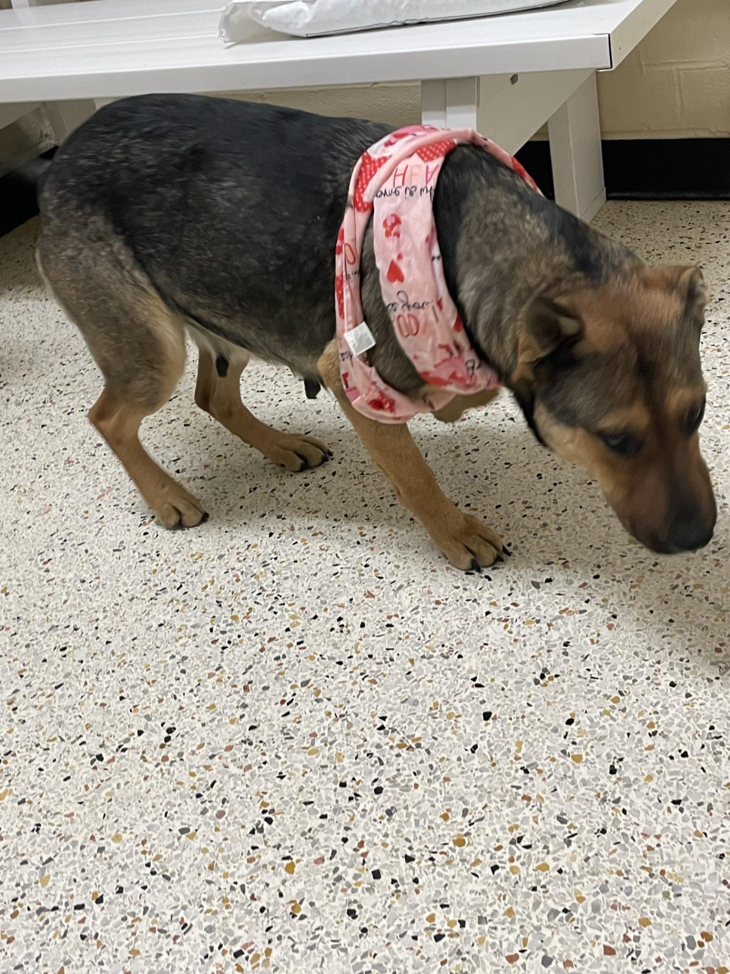 Enlarge Myrtle6542, a ADOPTABLE mixed breed in Rocky Mount, NC image 3/3