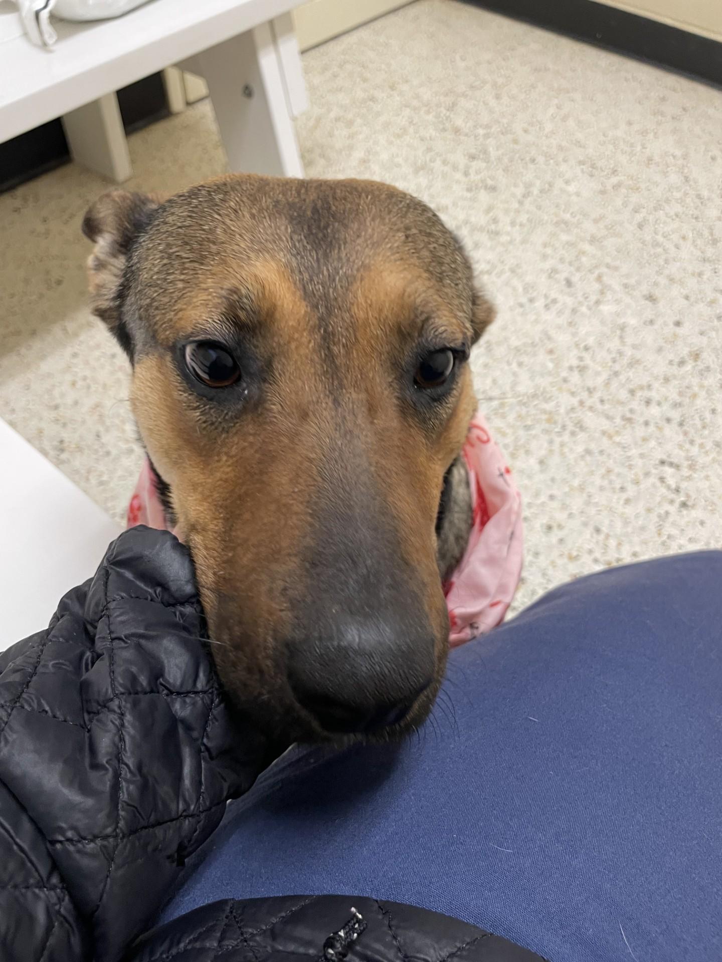 Enlarge Myrtle6542, a ADOPTABLE mixed breed in Rocky Mount, NC image 1/3