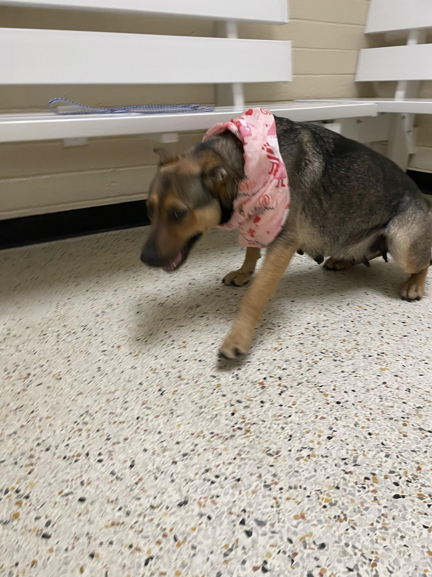 Enlarge Myrtle6542, a ADOPTABLE mixed breed in Rocky Mount, NC image 2/3