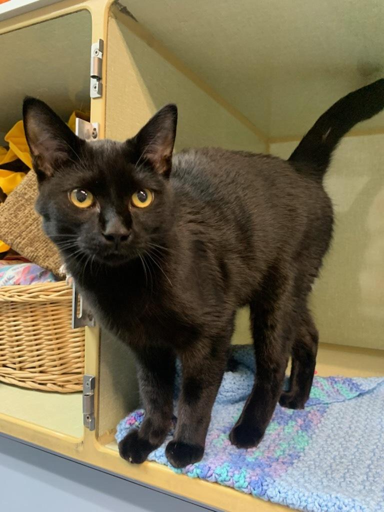 Zoro, an adoptable Domestic Short Hair in wetaskiwin, AB, t9a 2j4 | Photo Image 1