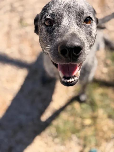 Enlarge Wickle, a Adopted mixed breed in Munfordville, KY image 2/2