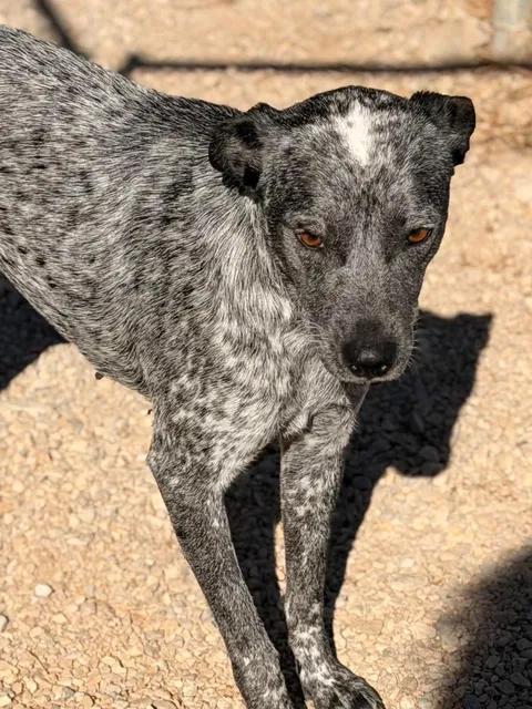 Enlarge Wickle, a Adopted mixed breed in Munfordville, KY image 1/2