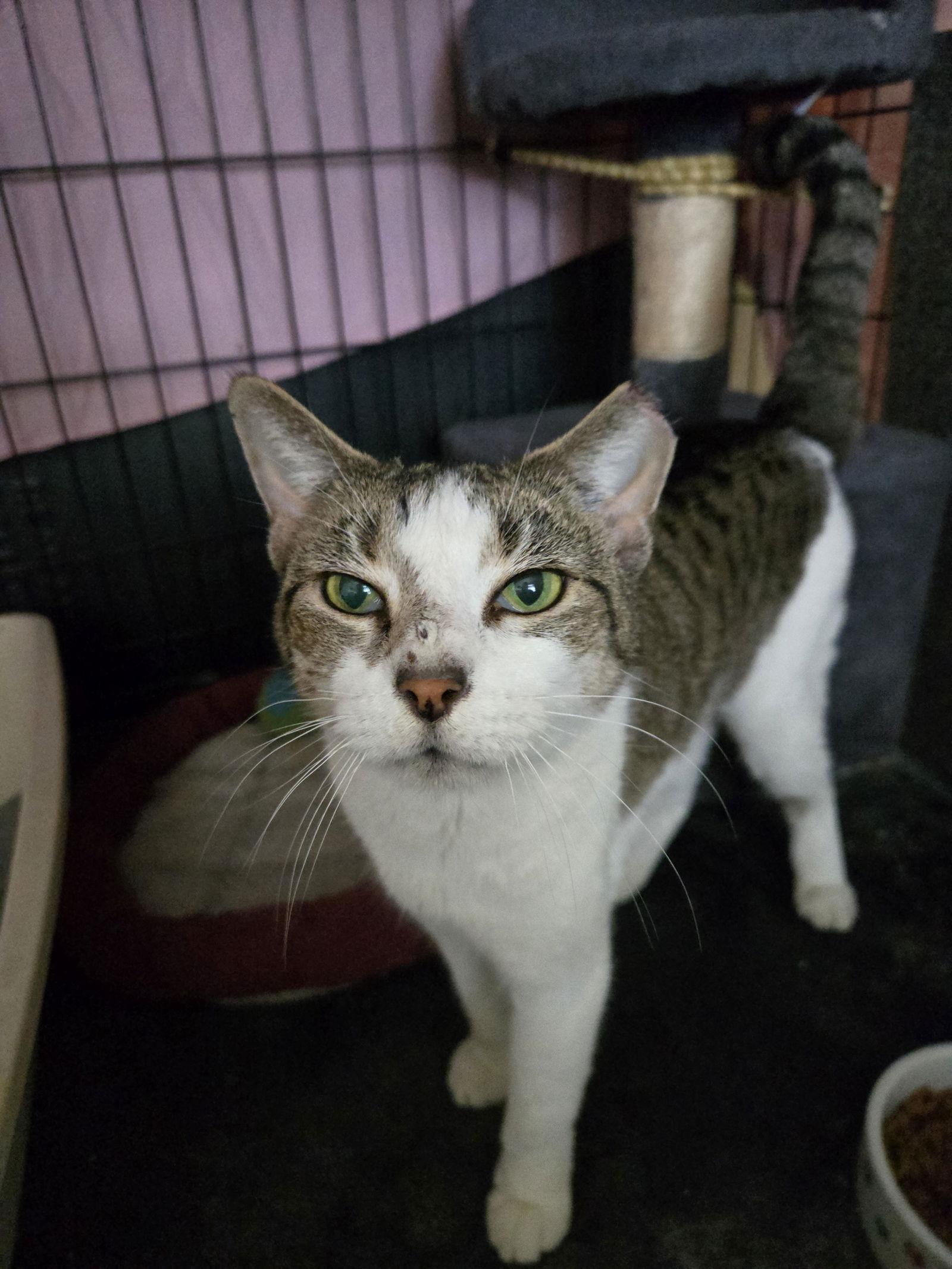 Enlarge Nala, a Adoptable Domestic Short Hair in Oviedo, FL image 1/2