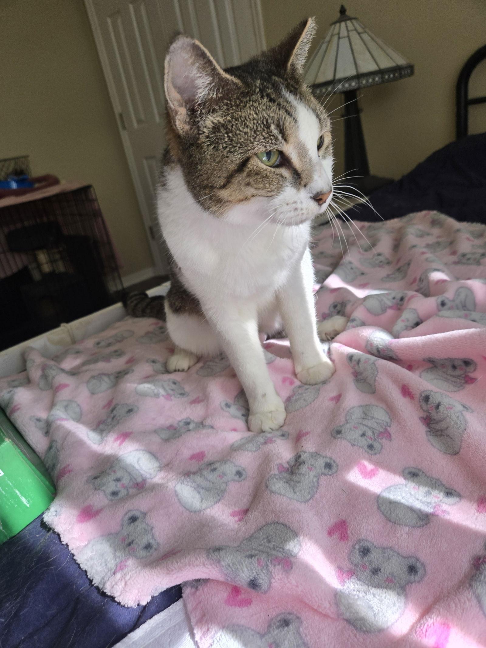 Enlarge Nala, a Adoptable Domestic Short Hair in Oviedo, FL image 2/2