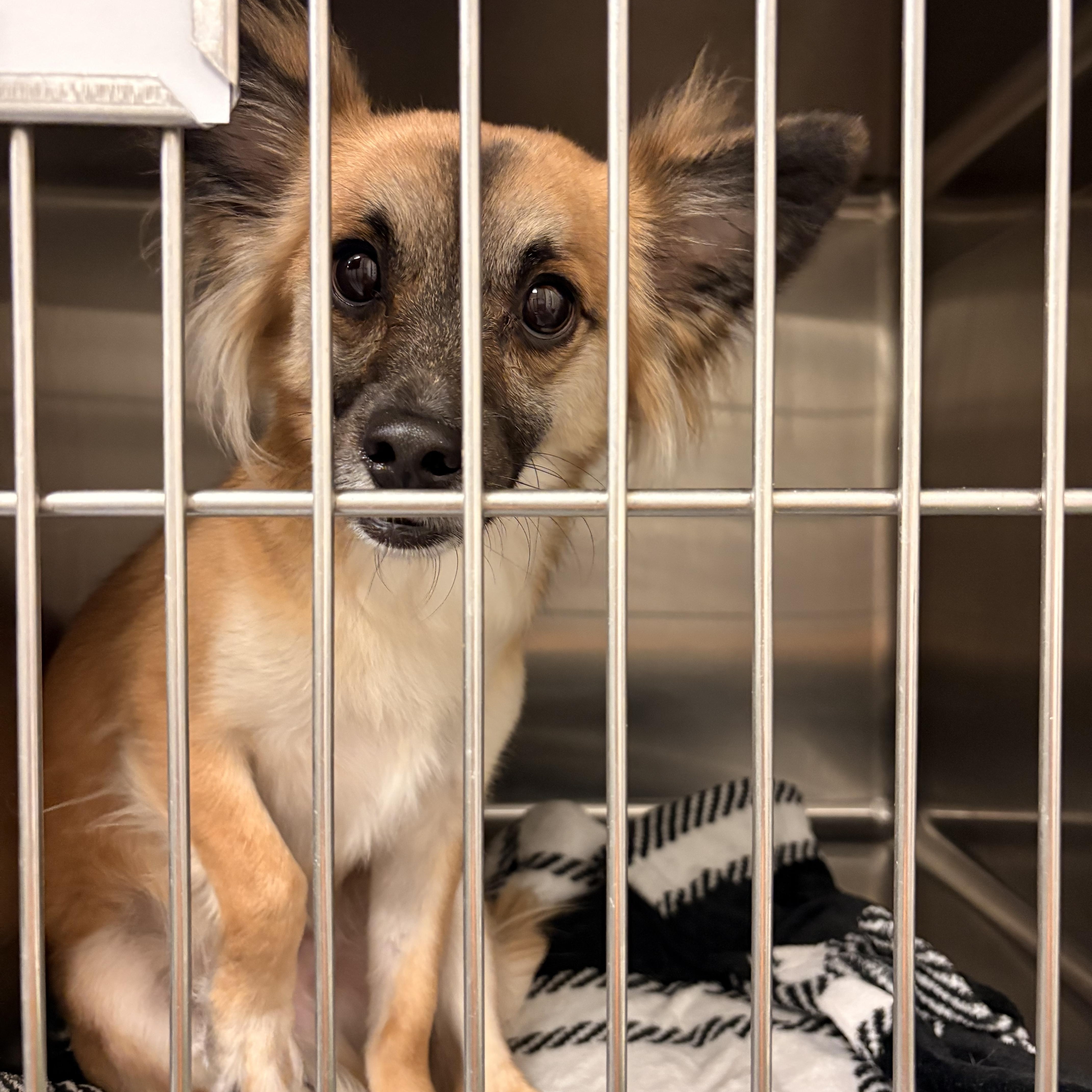 Enlarge Charlie, a Adopted mixed breed in Spokane, WA image 2/3