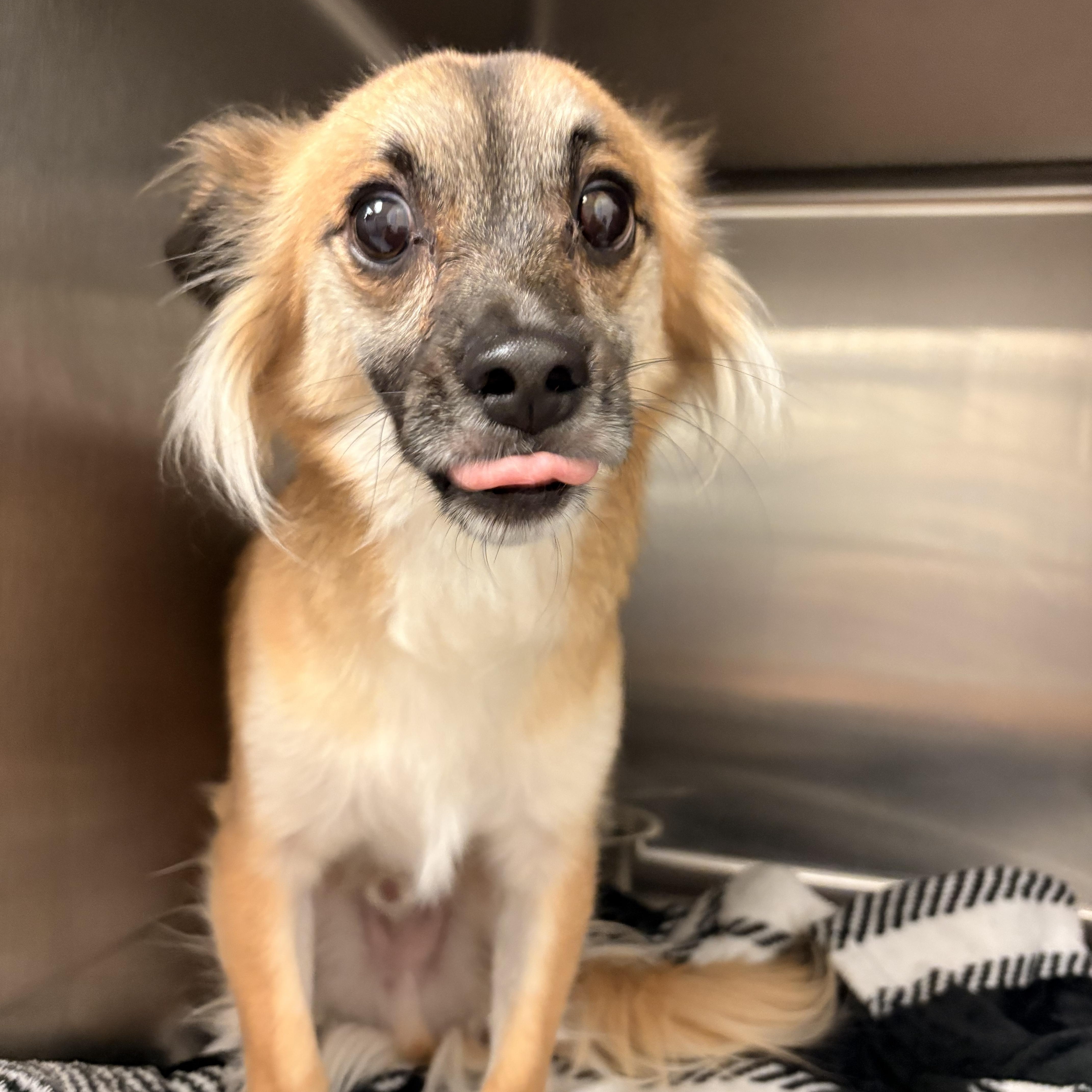 Enlarge Charlie, a Adopted mixed breed in Spokane, WA image 1/3