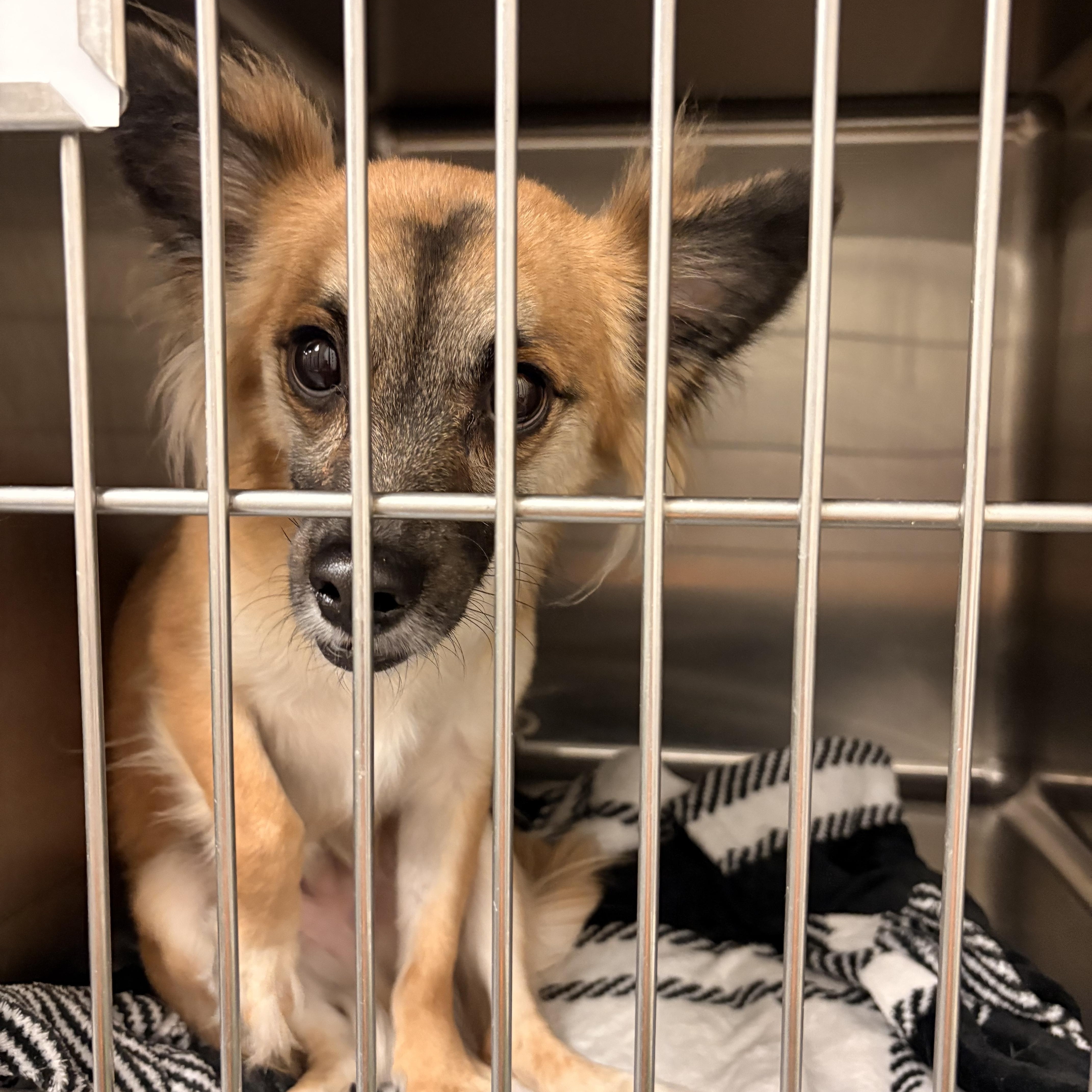 Enlarge Charlie, a Adopted mixed breed in Spokane, WA image 3/3