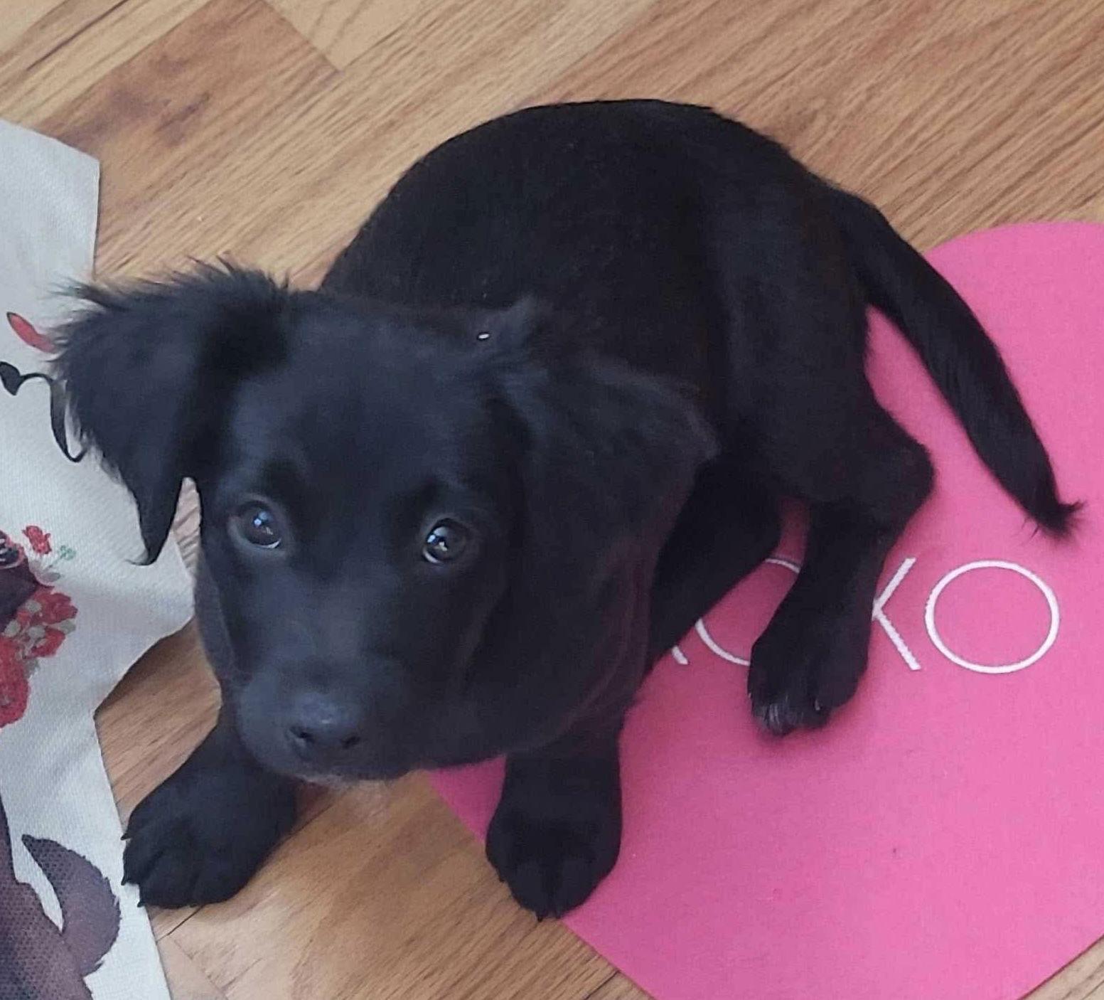 JOLLY, Adopted, Young Female Maltese & Labrador Retriever.