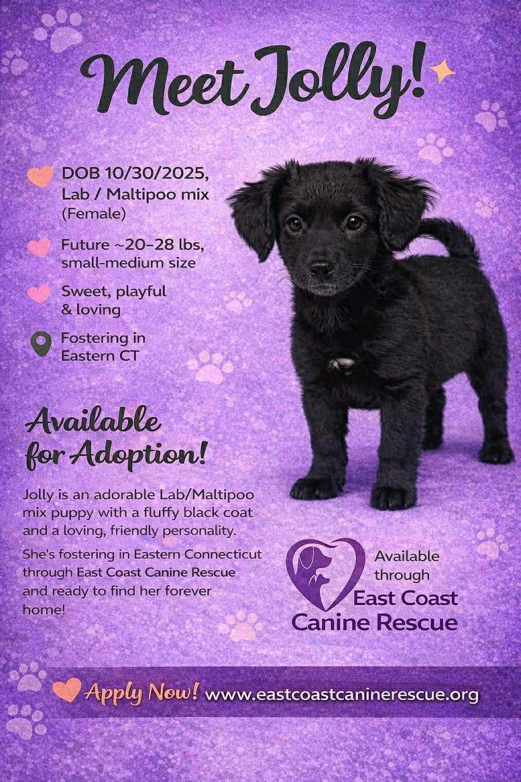 JOLLY, a Adopted mixed breed in Pomfret Center, CT image 2/2