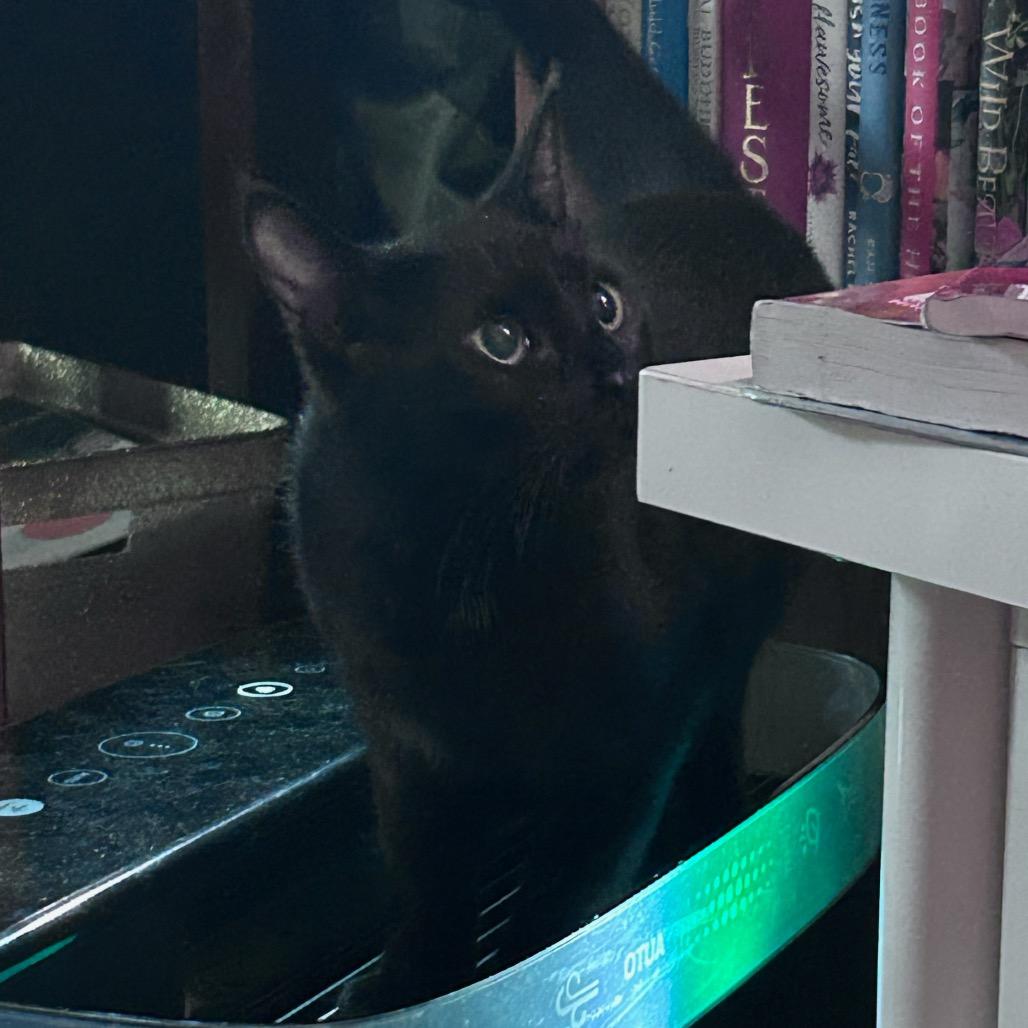 Blowfish, a Adoptable Domestic Short Hair in Waco, TX image 2/2