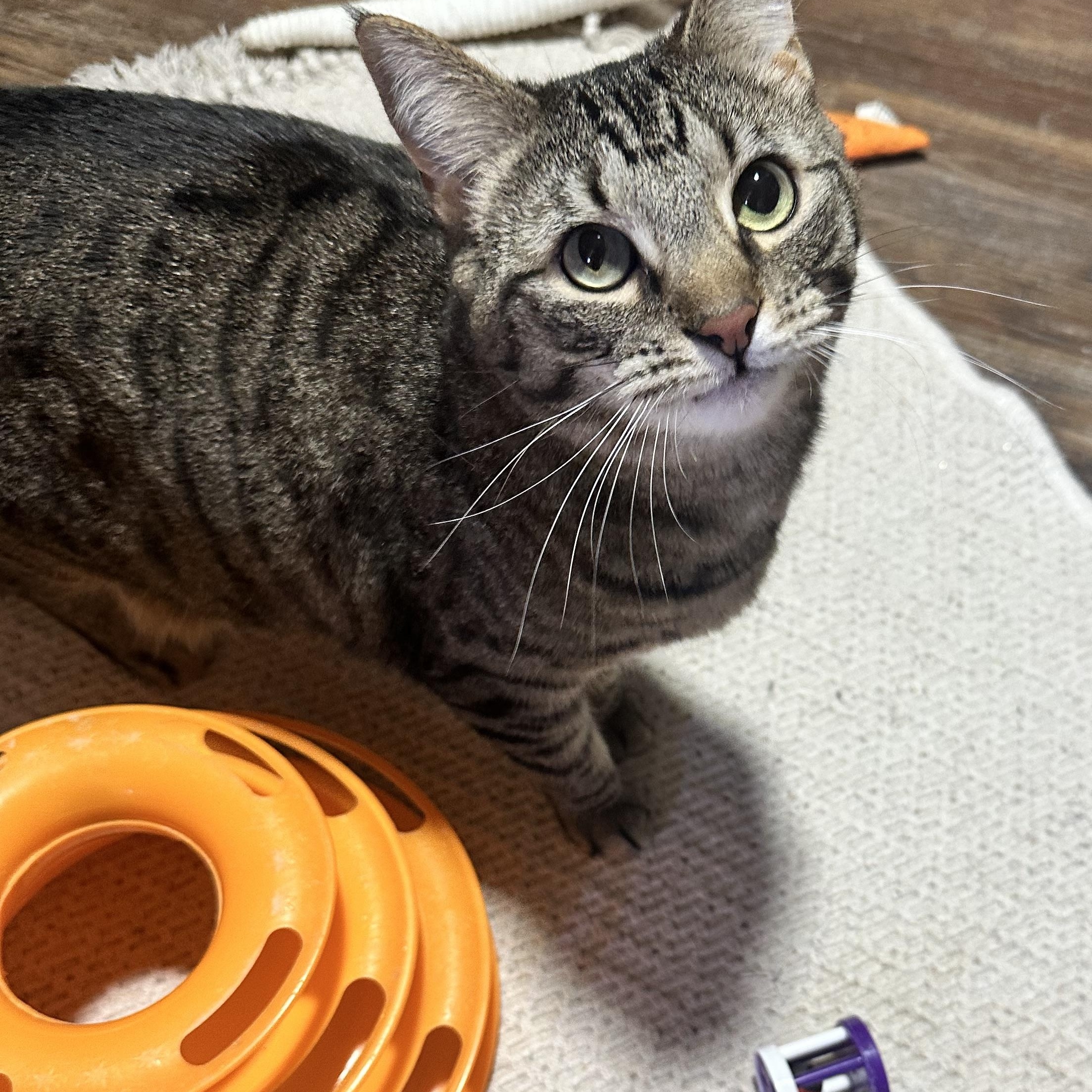 Enlarge Tawny, an adopted Domestic Short Hair in Hermitage, PA image 4/4