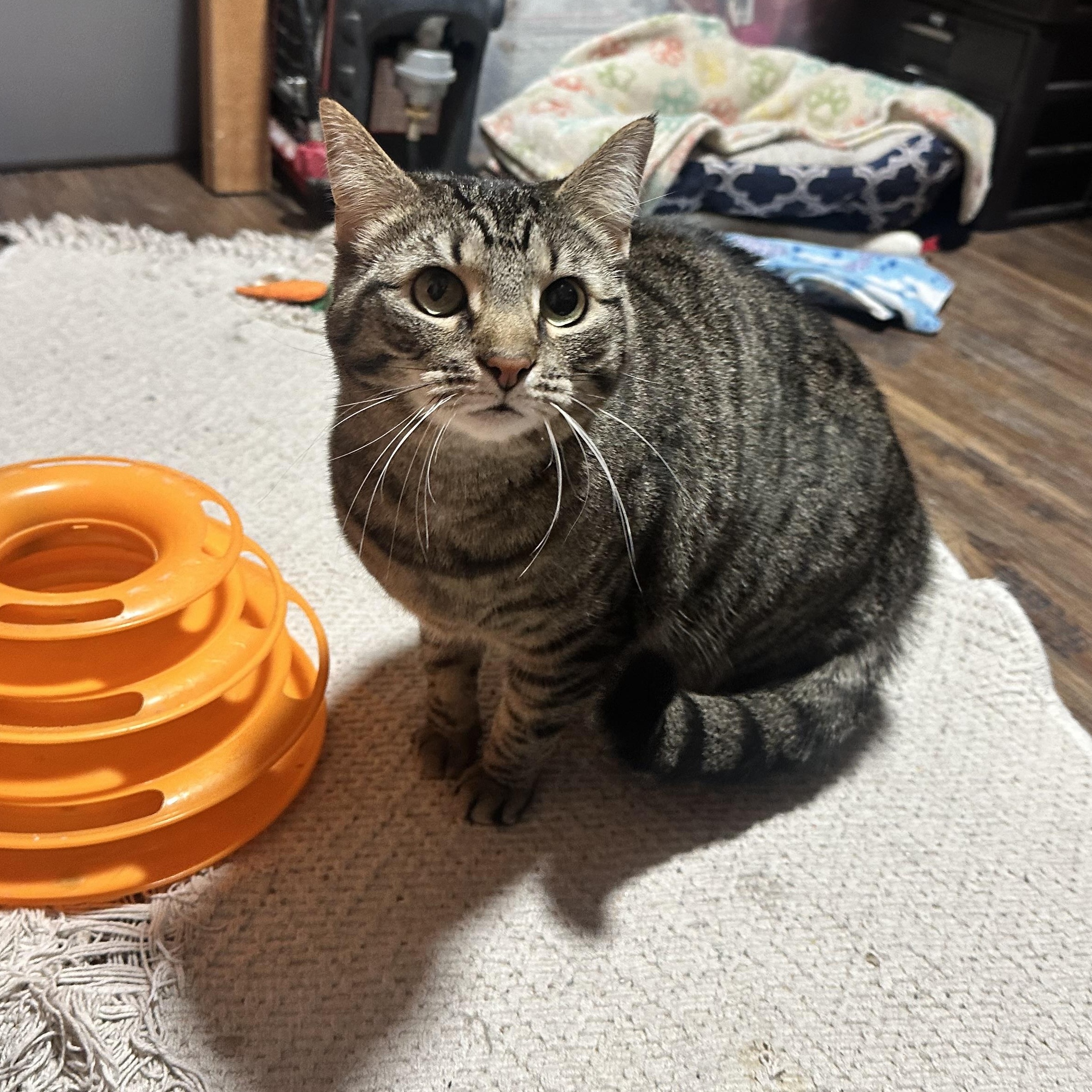 Enlarge Tawny, an adopted Domestic Short Hair in Hermitage, PA image 3/4