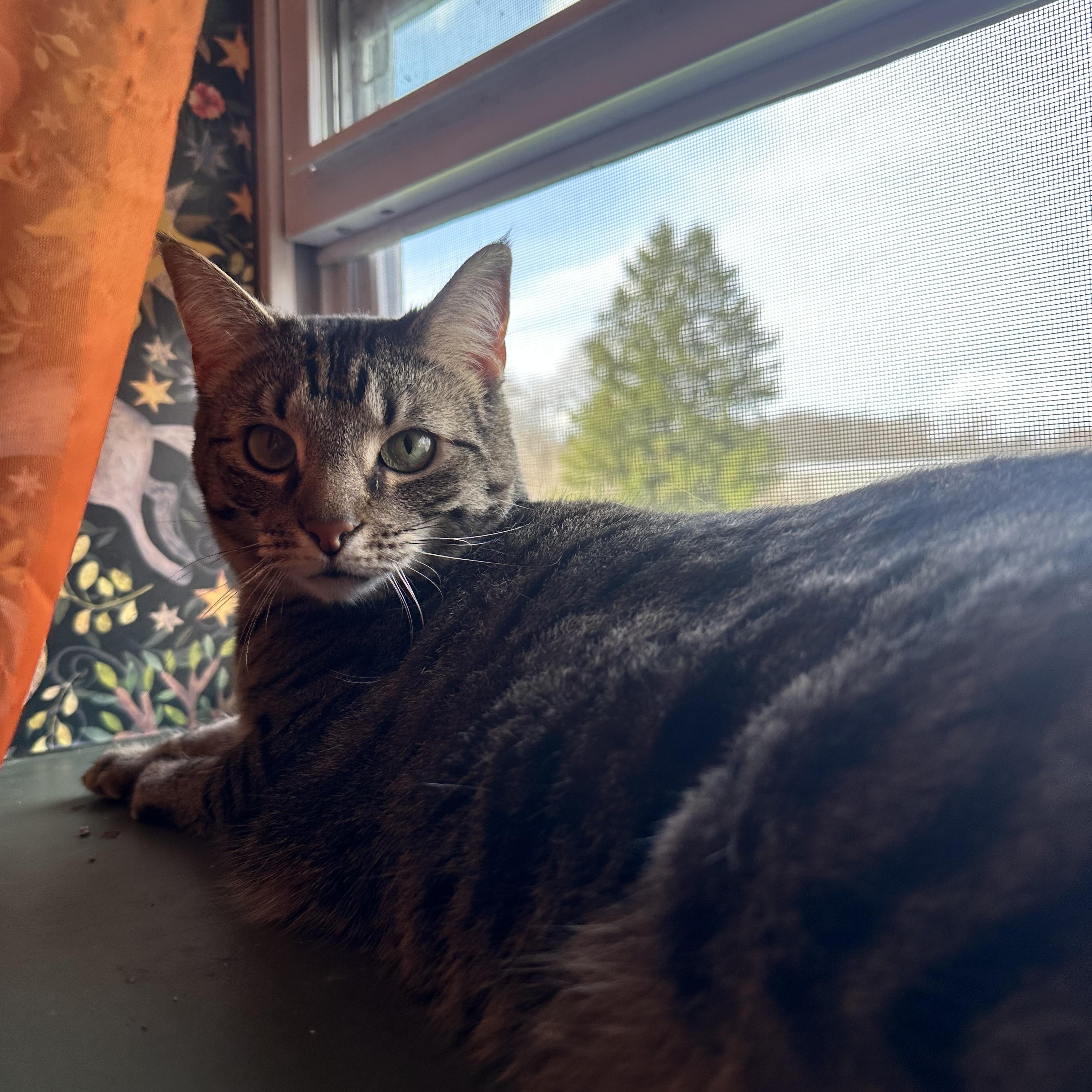 Enlarge Tawny, an adopted Domestic Short Hair in Hermitage, PA image 1/4