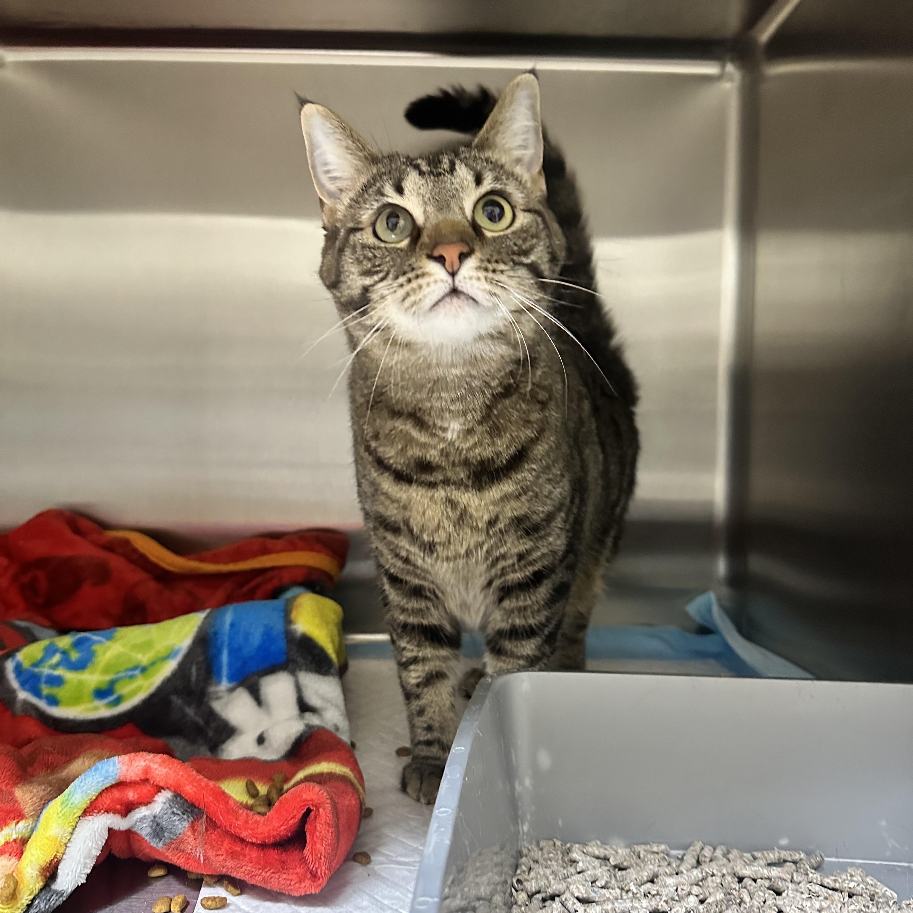 Enlarge Tawny, an adopted Domestic Short Hair in Hermitage, PA image 2/4