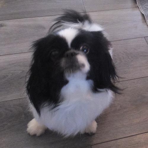 PROMISE, a ADOPTABLE Pekingese in Trufant, MI image 2/4