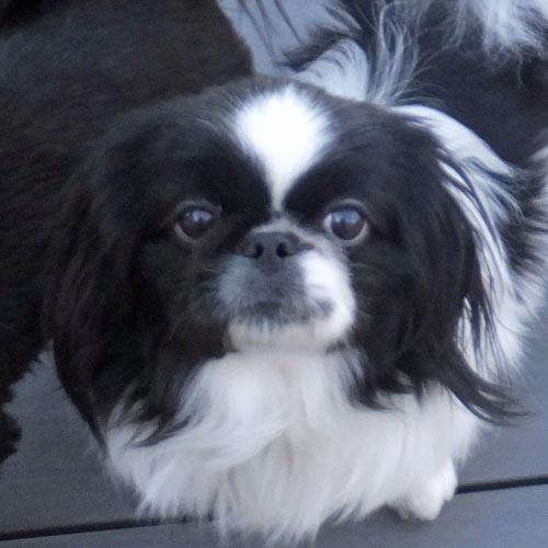 PROMISE, ADOPTABLE, Young Female Pekingese.
