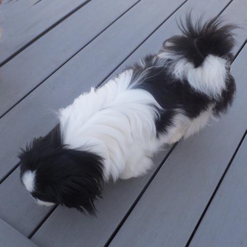 PROMISE, a ADOPTABLE Pekingese in Trufant, MI image 3/4