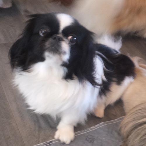 PROMISE, a ADOPTABLE Pekingese in Trufant, MI image 4/4
