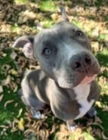 Stella, Adoptable, Adult Female Pit Bull Terrier.