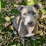 Stella, a Adoptable Pit Bull Terrier in Haltom City, TX image 2/2