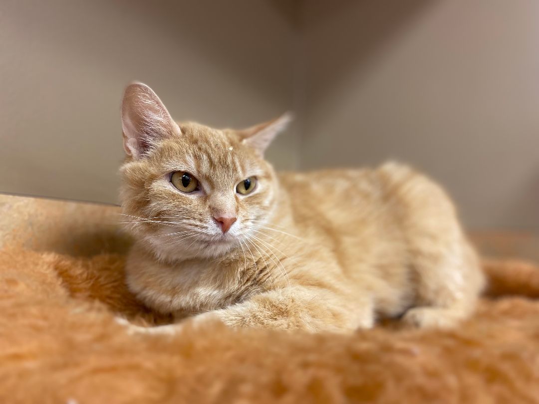 Enlarge Frankie (Lewis Center, OH), a Adoptable Domestic Short Hair in Lewis Center, OH image 1/5