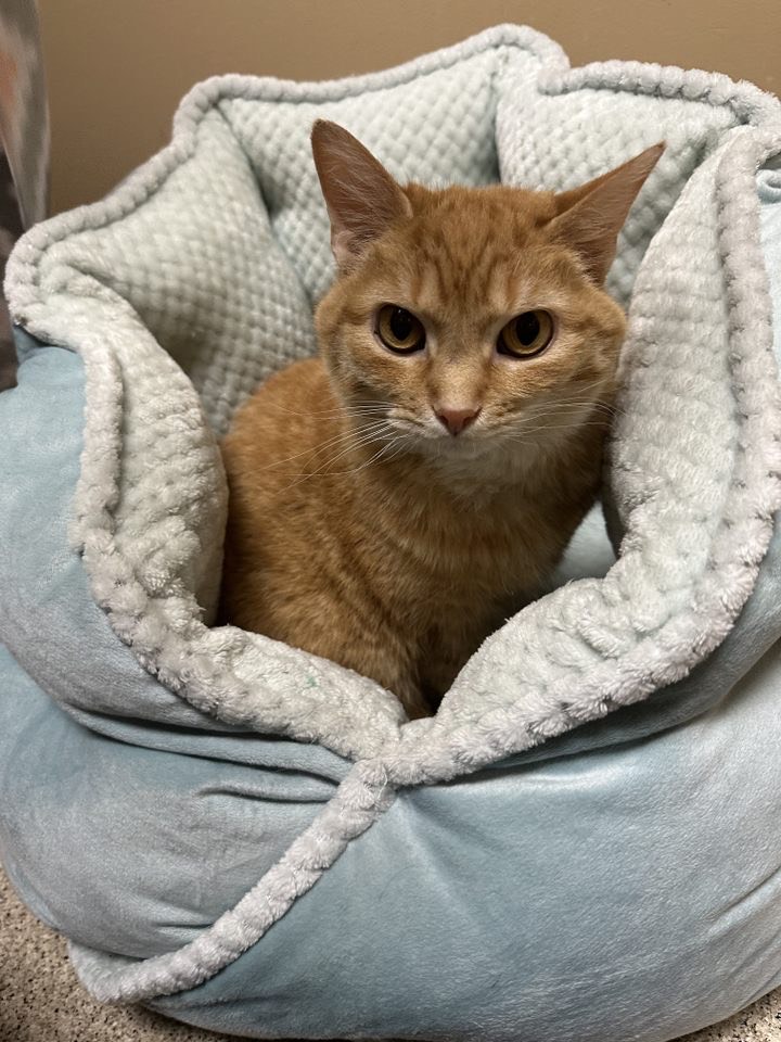 Enlarge Frankie (Lewis Center, OH), a Adoptable Domestic Short Hair in Lewis Center, OH image 4/5