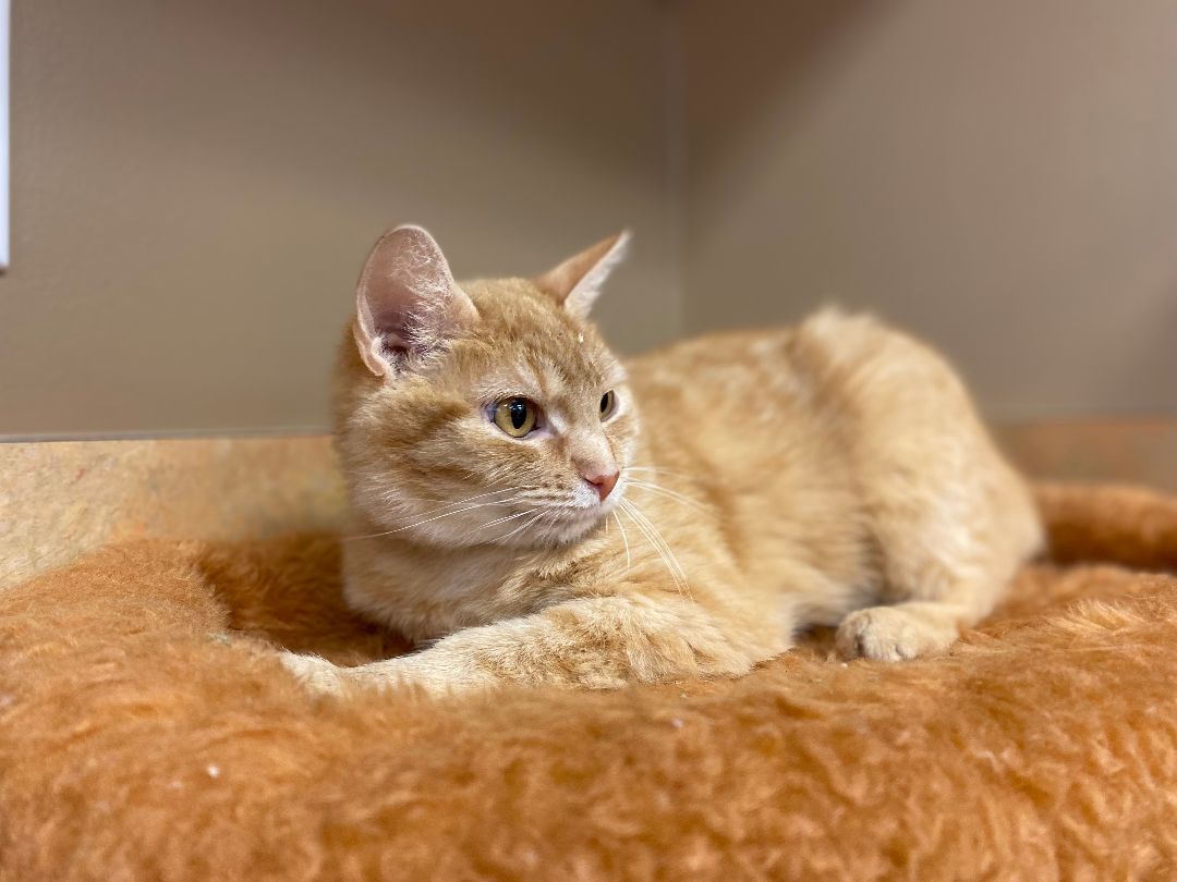 Enlarge Frankie (Lewis Center, OH), a Adoptable Domestic Short Hair in Lewis Center, OH image 5/5