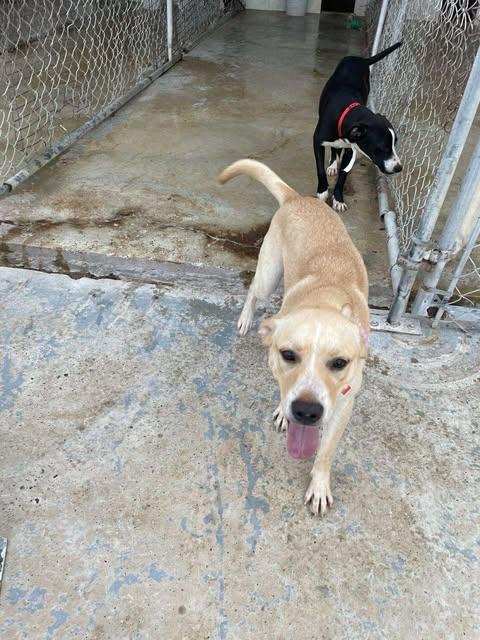 Enlarge Claire, a ADOPTABLE mixed breed in Austin , TX image 5/6