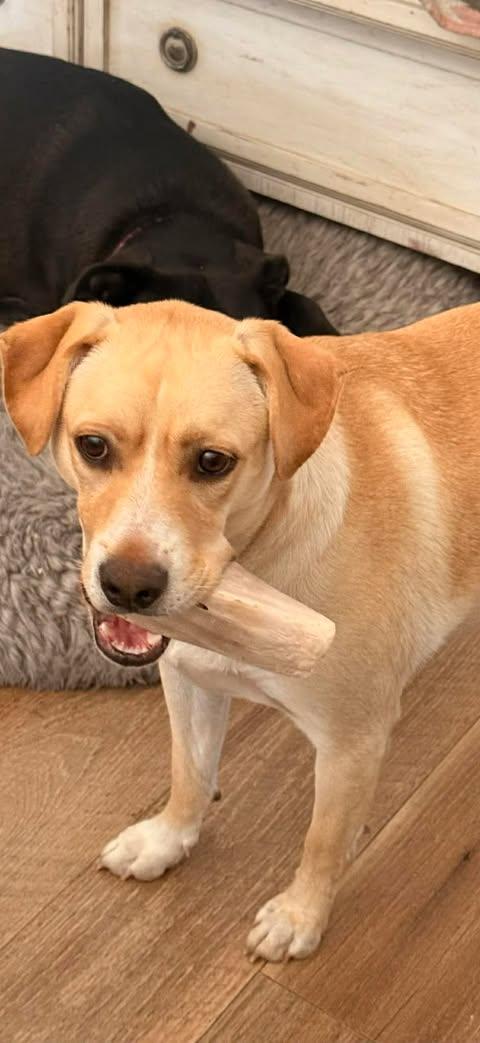 Claire, ADOPTABLE, Puppy Female Labrador Retriever.