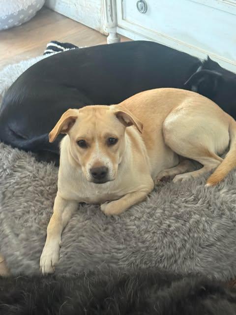 Enlarge Claire, a ADOPTABLE mixed breed in Austin , TX image 1/6