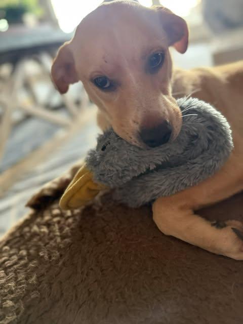 Enlarge Claire, a ADOPTABLE mixed breed in Austin , TX image 6/6