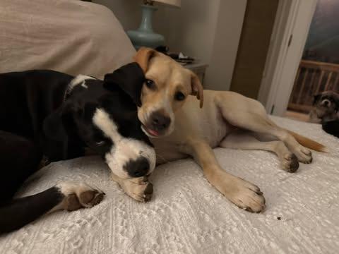 Enlarge Claire, a ADOPTABLE mixed breed in Austin , TX image 3/6