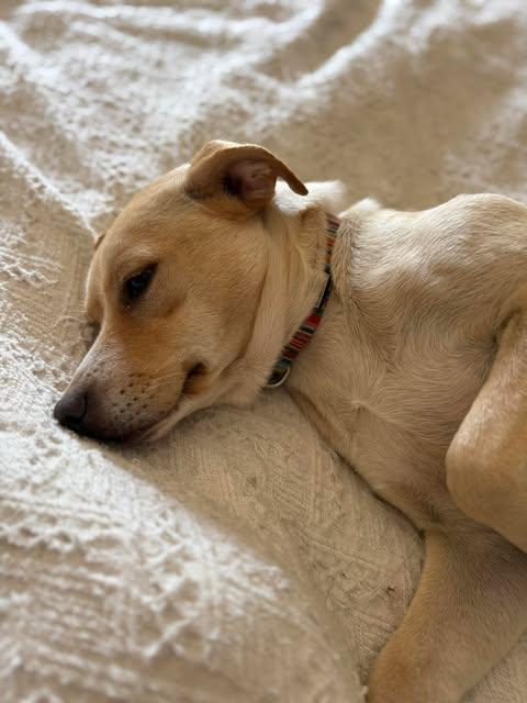 Enlarge Claire, a ADOPTABLE mixed breed in Austin , TX image 4/6