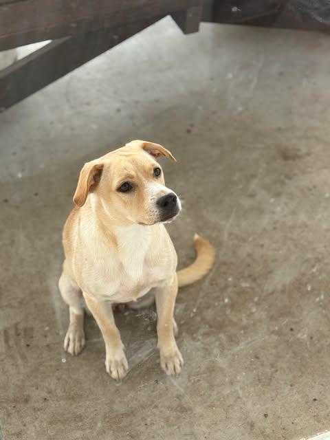 Enlarge Claire, a ADOPTABLE mixed breed in Austin , TX image 2/6