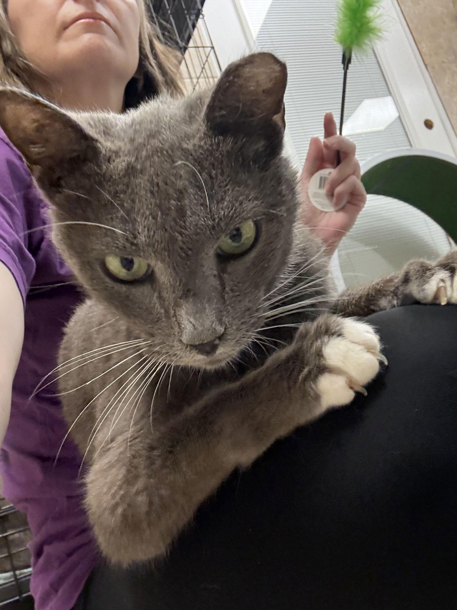 Finnish Yo — thumbnail 3