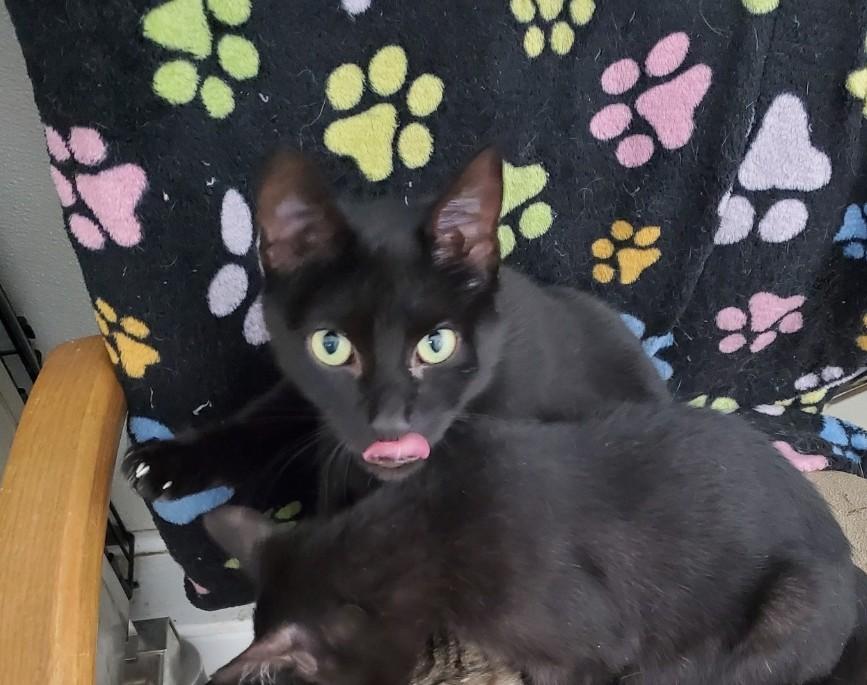 Lucy, Adoptable, Young Female Domestic Short Hair.