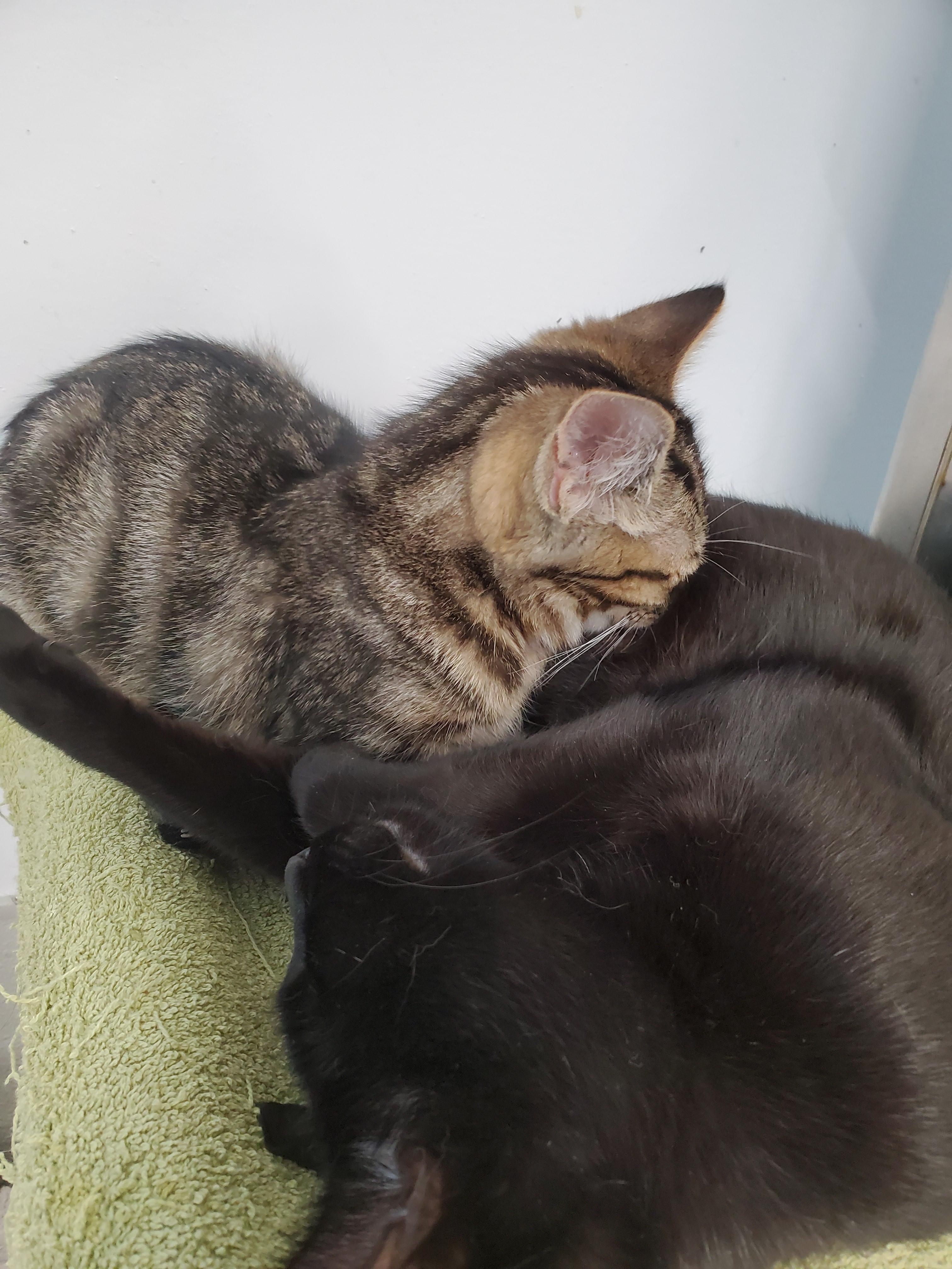 Enlarge Lucy, a Adoptable mixed breed in Brighton, MI image 2/6