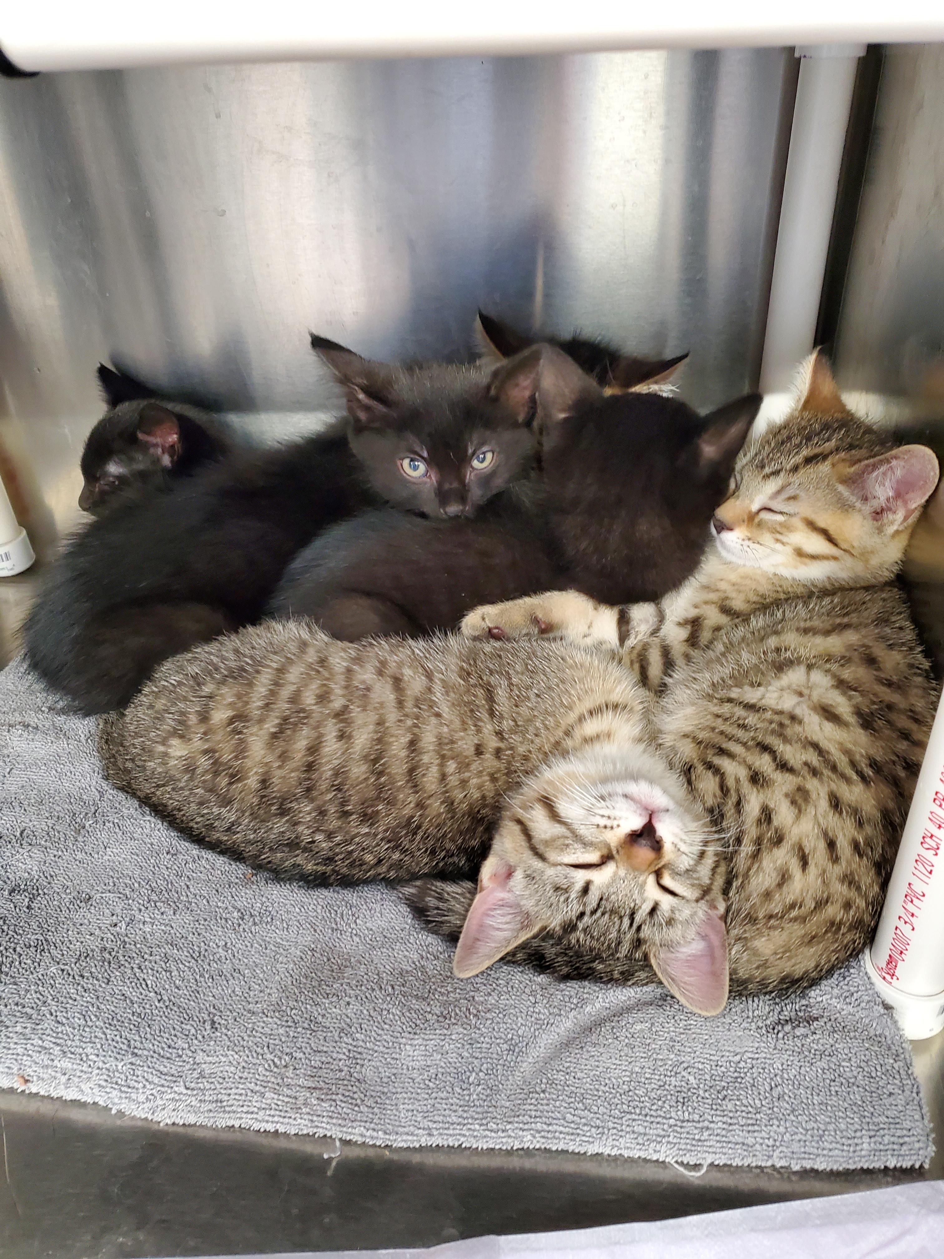 Enlarge Lucy, a Adoptable mixed breed in Brighton, MI image 3/6