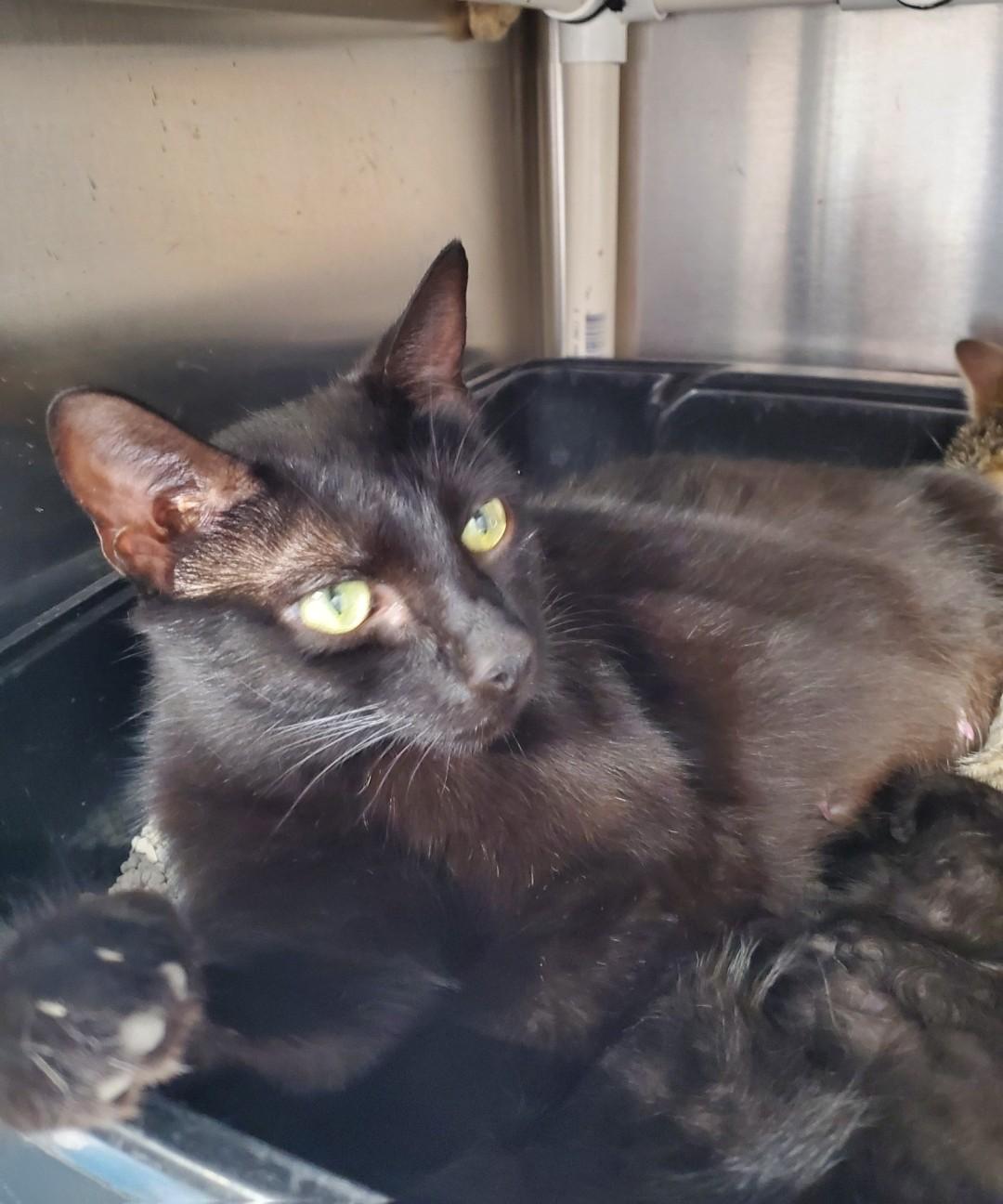 Enlarge Lucy, a Adoptable mixed breed in Brighton, MI image 4/6