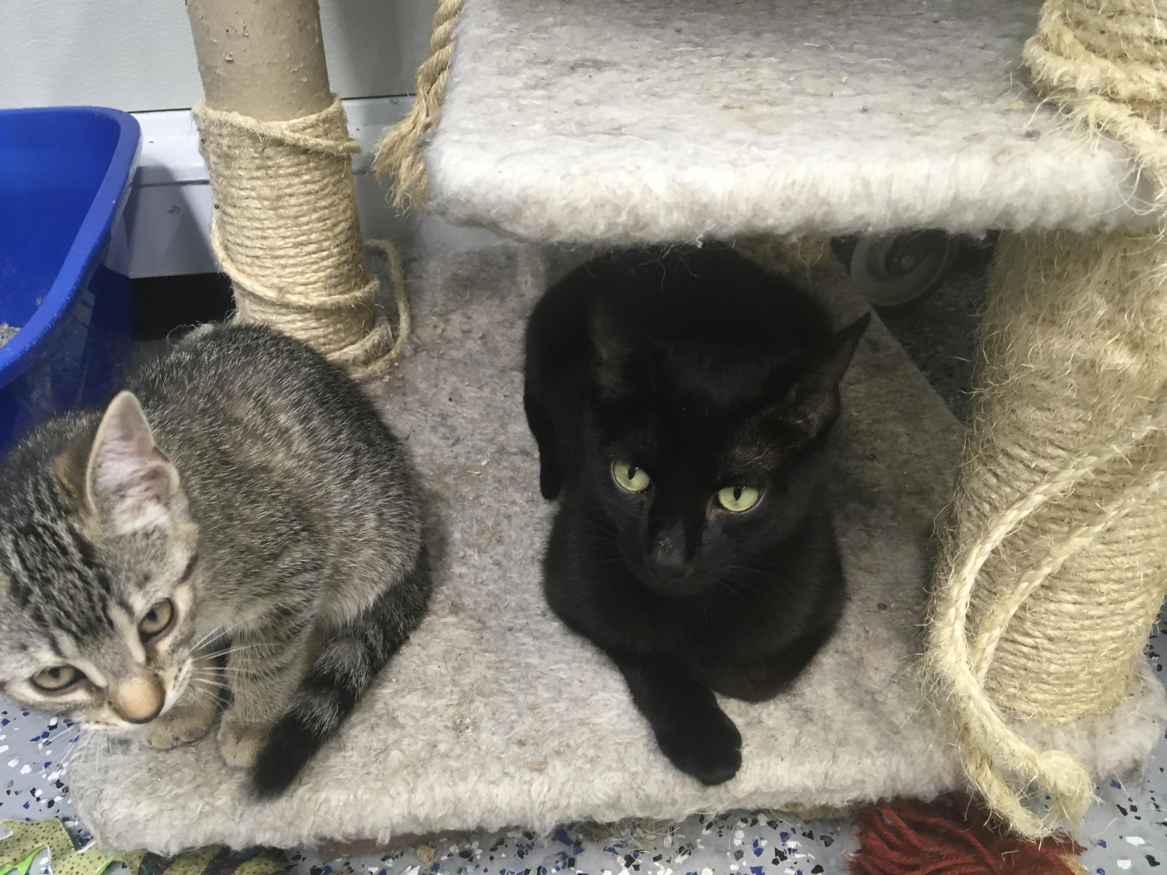 Enlarge Lucy, a Adoptable mixed breed in Brighton, MI image 5/6