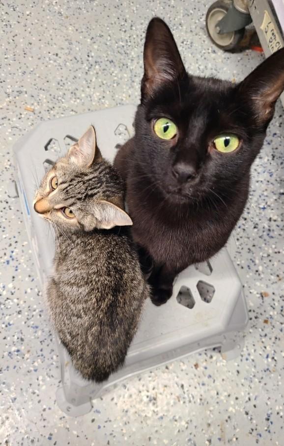 Enlarge Lucy, a Adoptable mixed breed in Brighton, MI image 6/6