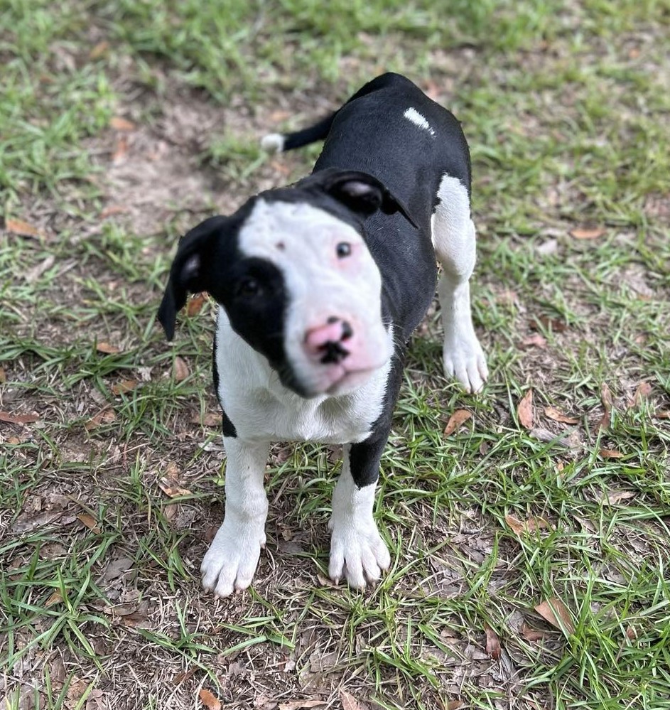 Enlarge Nova, a Adopted American Bulldog in HARTFORD, AL image 1/1