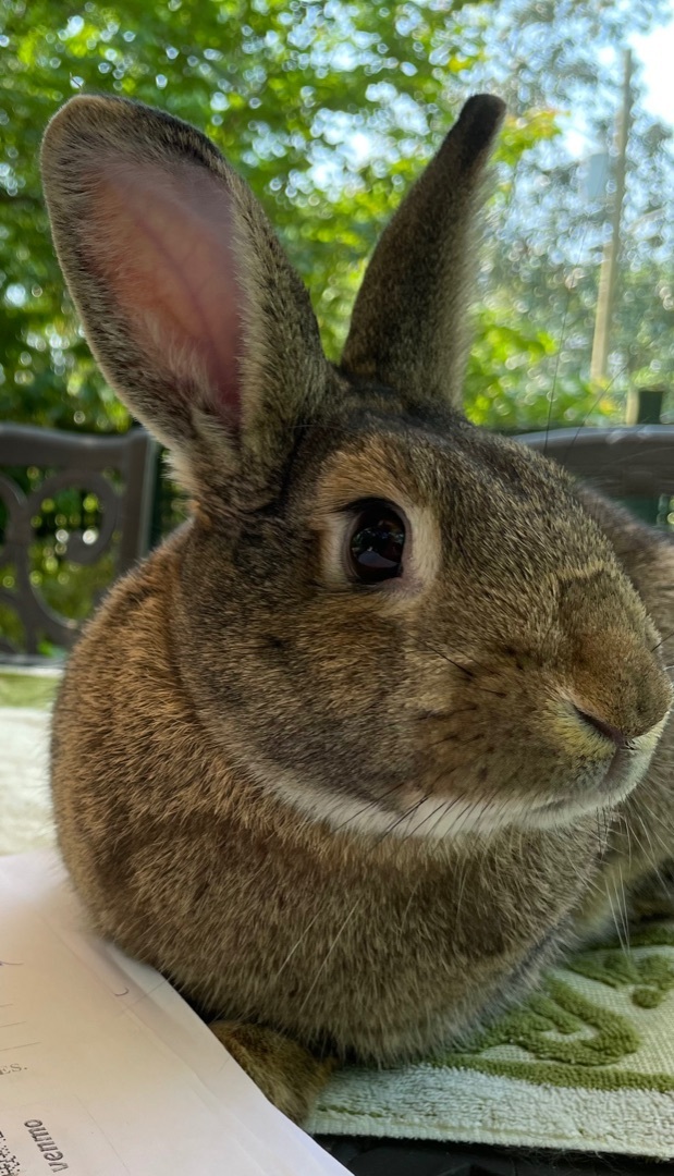 Bluebell