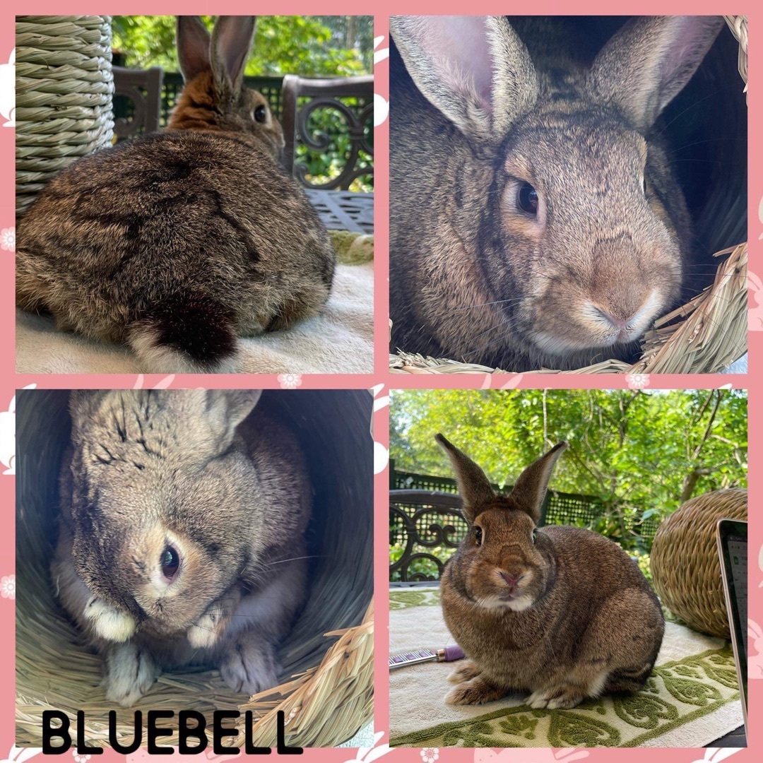 Bluebell photo 2