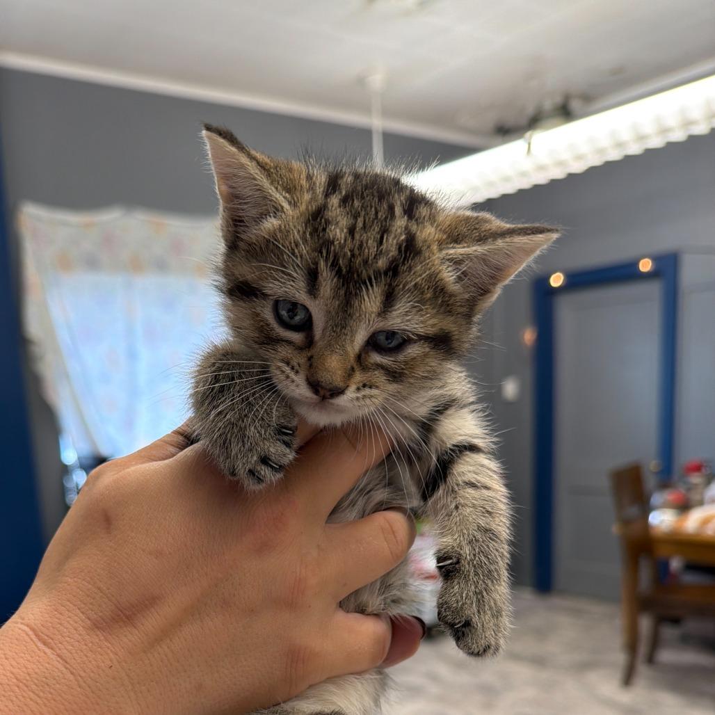 Devin, Adoptable, Kitten Male Domestic Short Hair.