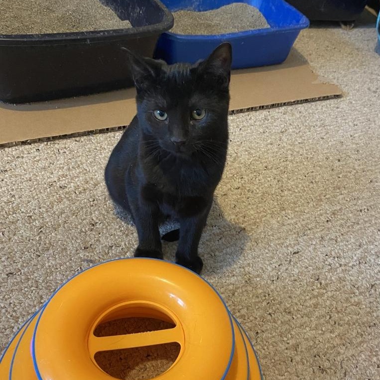 Enlarge Moe, an adopted Domestic Medium Hair in Menasha, WI image 2/3