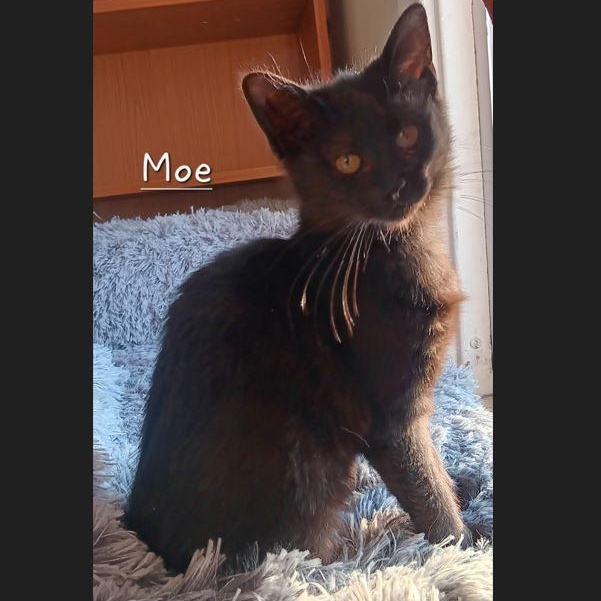 Enlarge Moe, an adopted Domestic Medium Hair in Menasha, WI image 1/3