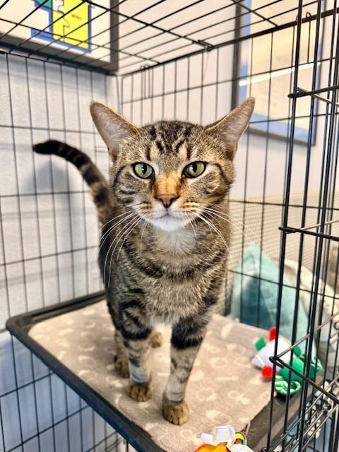 Enlarge Nino , a ADOPTABLE Domestic Short Hair in Winter Haven, FL image 1/1
